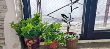 цветы гартензии: Цветы — 3