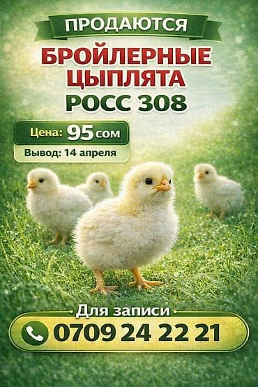 Птицы: Росс 308 — 1