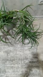 н.с.жусупбекова а.а.оморова г.с.чепекова гдз 6 класс: Алоэ 
возраст 5 лет 
650 сом — 3