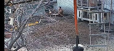 разнорабочий жумуш: Майда шашылыш иштер, Ар түрдүү жумуштарды жасаган жумушчу — 5