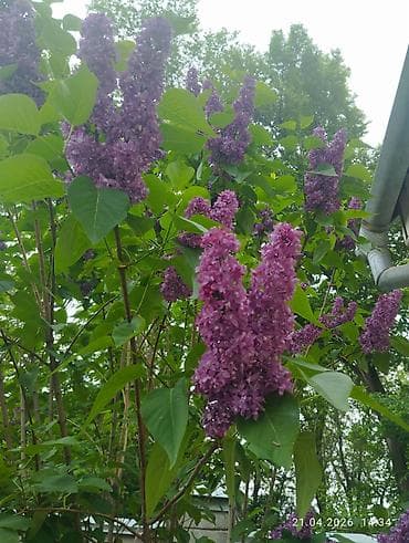 Сирень садовая, кустовая. - Сорт с насыщенно-пурпурными соцветиями — 3