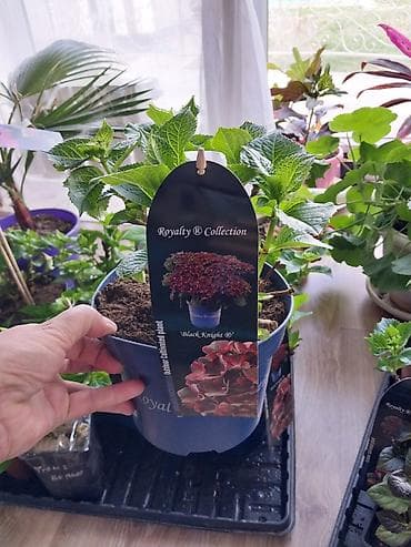 кона: Саженцы — 2