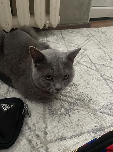 шотландский скоттиш страйт: Шотландская кошка (окрас: серый/голубой), короткошёрстная. Крупные — 6
