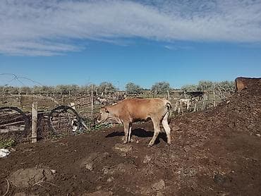 кой овца: Продаю | Бык (самец) — 4