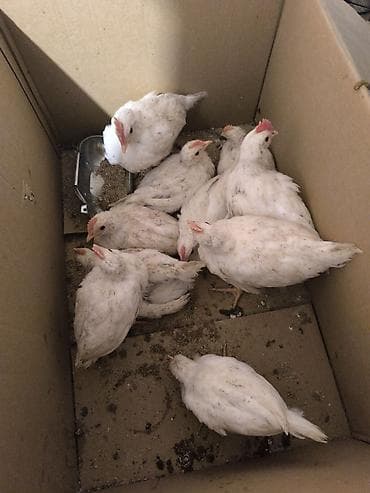 бачок 1 т: Леггорн жөжөлөр сатылат 15 штук 1 ай 10 күндүк — 1