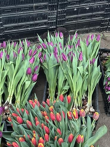 Уход и хранение одежды: Тюльпаны оптом с луковицей, срез «на луковице» из теплицы - 30 — 3