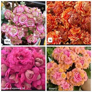 деткие: В продаже детки гибридных сортов каланхоэ по 150 с Бишкек ‼️ — 7