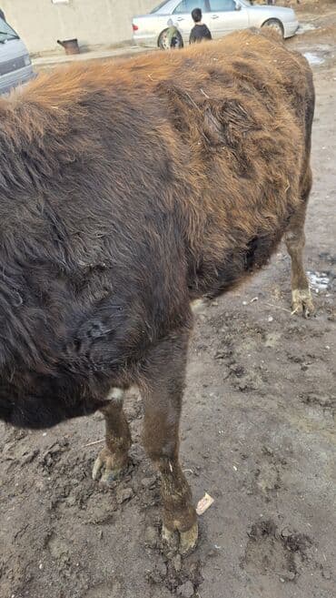 корова обмен: Продаю | Тёлка | Для молока — 2