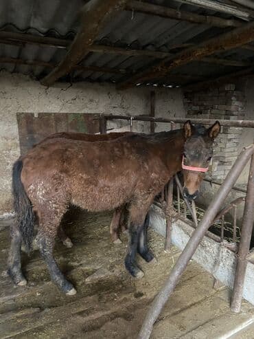 молочные корова: Продаю | Жеребенок | Полукровка | Для разведения | Племенные — 1