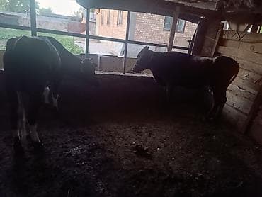 собаки бишкек: Продаю | Корова (самка) | Для молока | Привязанные — 3