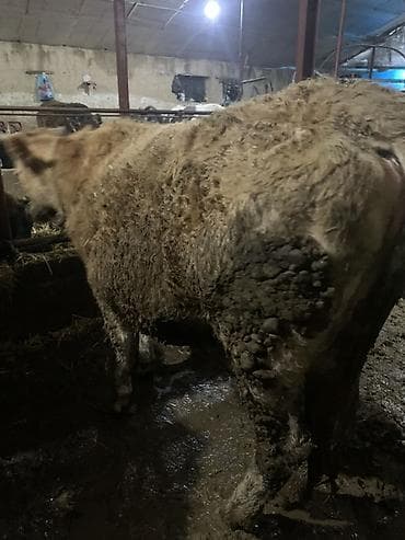 коровы дойные: Продаю | Корова (самка) | Для молока | Привязанные — 5