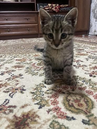 куплю бенгальского котёнка: Котята, домашние. Описание: - Возраст на фото: примерно 1,5–2 месяца — 7