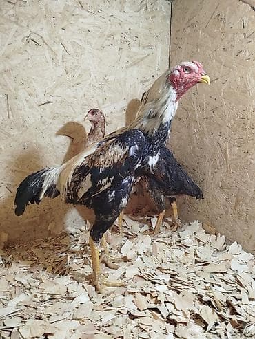 ули рута: Продаю | Куры — 4