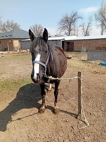 рыбы в кыргызстане: Продаю | Кобыла (самка) | Для разведения — 3