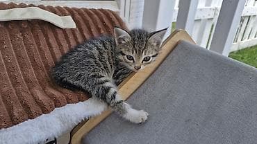 белые котенки: Бенгальская, 2 месяца, Девочка, Приучена к лотку — 6