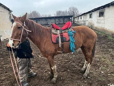 породистые собачки: Продаю | Кобыла (самка) | Рабочий — 1
