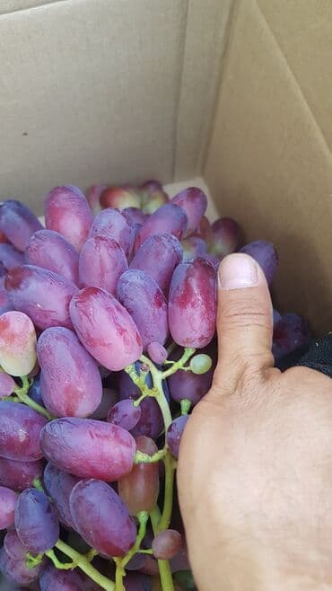 продаю дом с красная речка: 100 соток, Для сельского хозяйства, Договор купли-продажи — 10