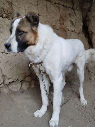 акустические системы newrixing колонка в виде собак: Алабай, 1 год, Самец — 1