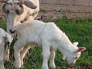 сыр козий: Продаю | Коза (самка) | Для разведения | Племенные — 7