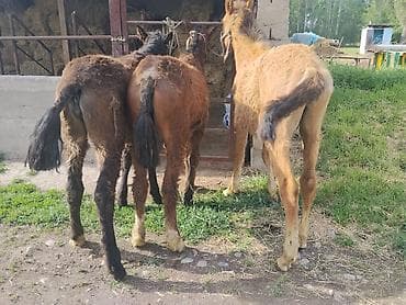 декоративная рыба: Продаю | Жеребенок | Для разведения | Племенные — 5