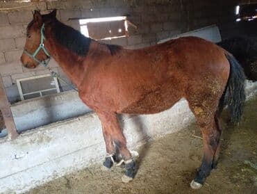 сколько стоит лабрадор собака: Продаю | Жеребец | Полукровка | Для разведения | Племенные — 1