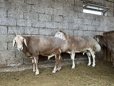 Продам с/х животных: Продаю | Баран (самец) | Арашан | Для разведения | Племенные — 2