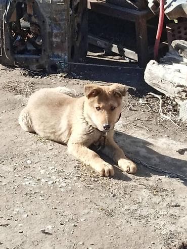 породы собак в бишкеке: Продаётся овчарка сместь — 5