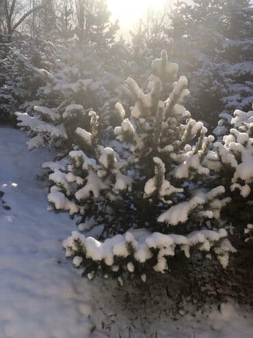 купить саженцы бишкек: Елки Голубые тянь-шаньские, адаптированые под Бишкек! Разные размеры — 5