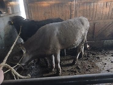 сена тюки: Продаю | Бык (самец) | На откорм | Привязанные — 4