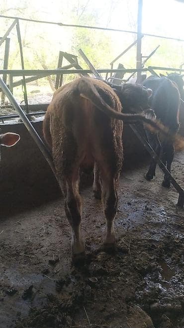 жылкы жаныбар: Сатам | Бука (эркек) | Швиц | Бордоп семиртүү үчүн, Союуга, Көбөйтүү үчүн — 3