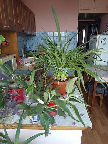 хлорофитума: Хлорофитум (Chlorophytum comosum) в горшке. - Пышная взрослая розетка — 2