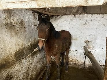 Башка жаныбарлар: Сатам | Тай | Союуга, Көбөйтүү үчүн, Ат спорту — 3