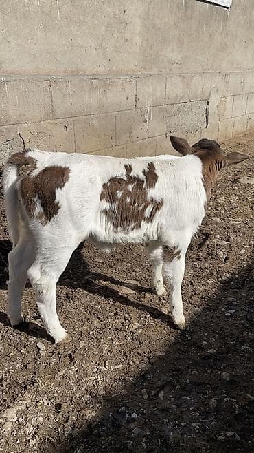 Другие животные: Продаю | Тёлка | На откорм — 1