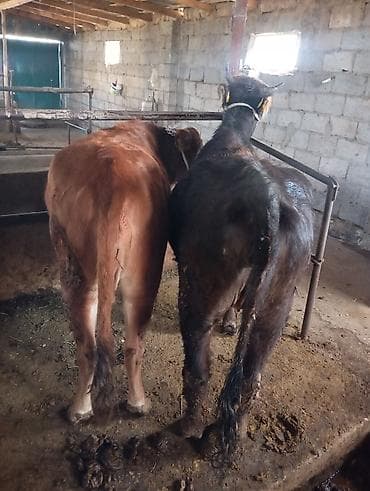 коровы ангус: Продаю | Бык (самец) | На откорм | Привязанные — 6