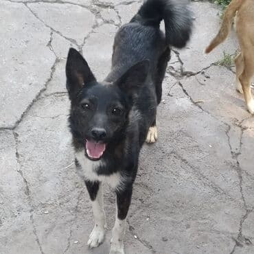 Бесплатно. Метис средних размеров, активная и дружелюбная собака