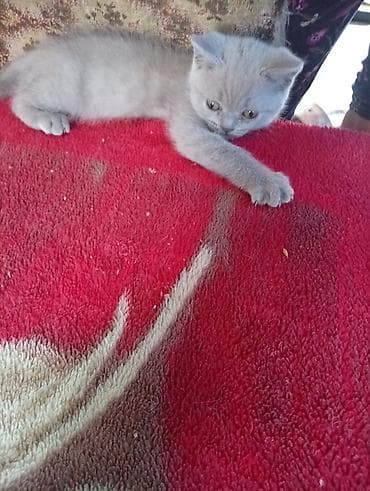 я ищу котят: Шотландский котёнок, окрас лиловый (пастельно‑серый). Плюшевая — 6