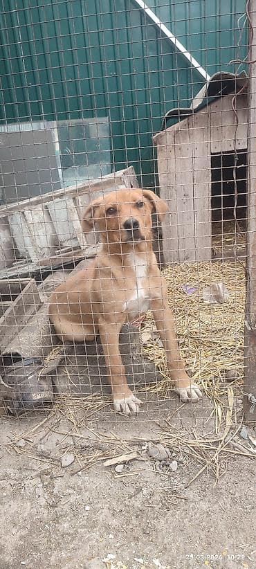 сколько стоит амстафф: Щенок средних размеров, короткошёрстный, рыже-песочного окраса с белой — 1