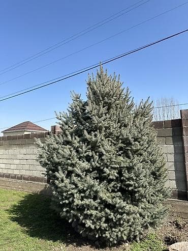 елка бишкек 2024: Живая голубая ель (вероятно, Picea pungens, «голубая ель») - — 1