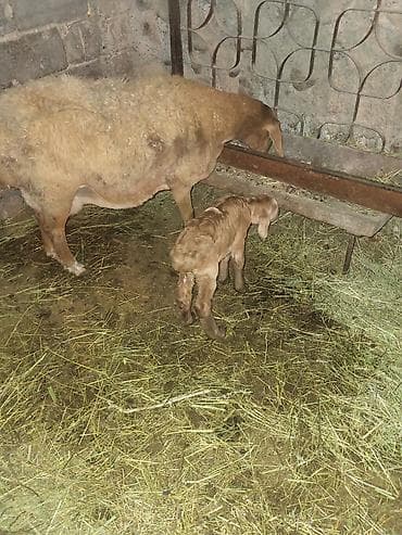 продаю бычки герофорды: Продаю | Овца (самка) | Гиссарская, Эдильбаевская, Арашан | Для разведения | Матка — 5