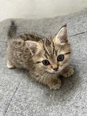 Мышыктар: Котята из одного помёта. Породы/тип: - Шотландские вислоухие (рыжие — 4