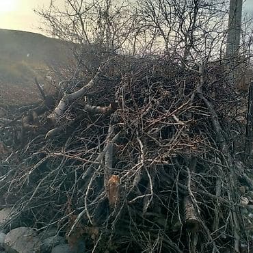 x box one x: Отун дрова 1 Портер — 2