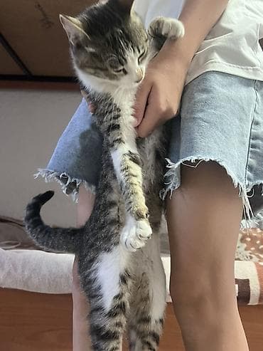 отдам телевизоры: Кошка домашняя, короткошёрстная, окраса табби с белым. Стройная — 2