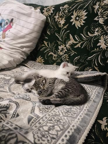 Вязка кошек: Котята ОТДАМ БЕСПЛАТНО В ХОРОШИЕ РУКИ Помёт из трёх малышей: два — 3