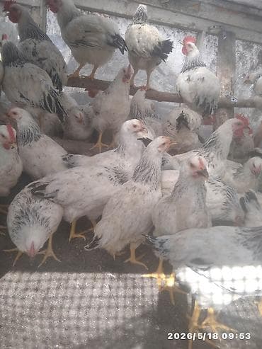 декоративные карликовые куры: Продаётся выросшие цыплята Адлера разные возраста — 2