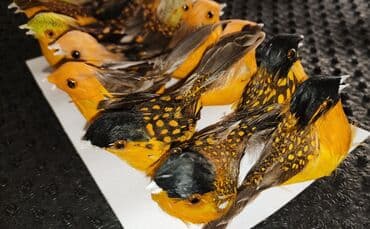 перепела яйца: Декоративные птички для оформления и рукоделия, по 5 сом ( за 1 шт ) — 2