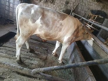 где купить черепаху: Продаю | Бык (самец) | На откорм, На забой, Для разведения — 7