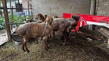 бычки 1 5: Продаю | Овца (самка) | На забой | Племенные — 3