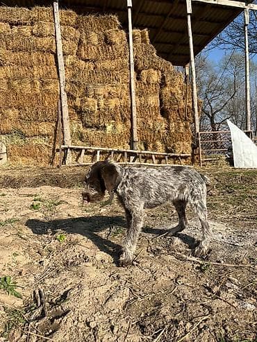 кон: Щенок жесткошерстной легавой (грифон/дратхаар‑типа) с характерной — 2