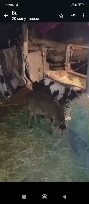 Собаки: Продаю | Коза (самка) | Для разведения — 2