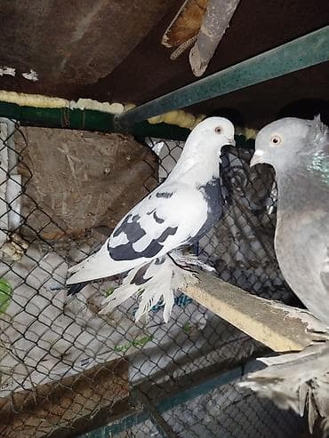 попугай ош: Меняю голубей на Кур. 6 голубей на 3 курицы — 1